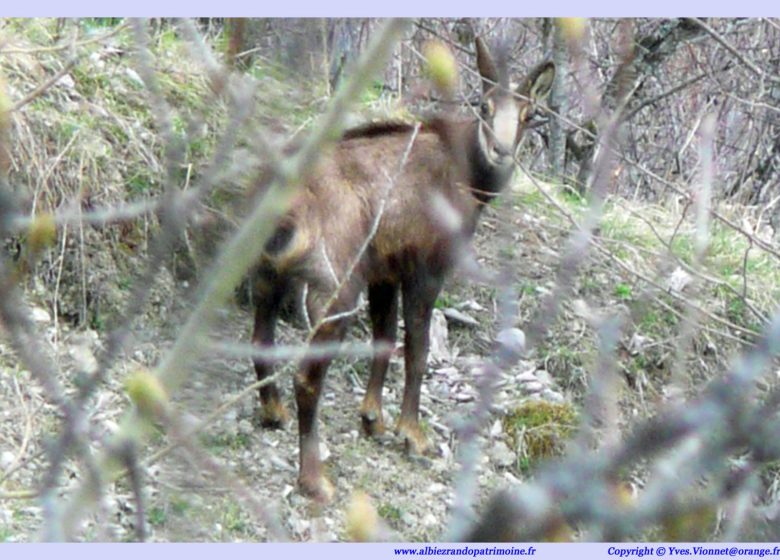 Observer chamois, chevreuils, biches…