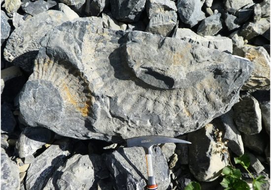 La chasse aux fossiles, petite marche