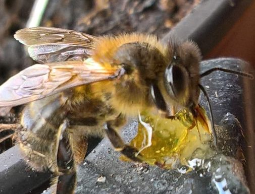 À la cime du rucher