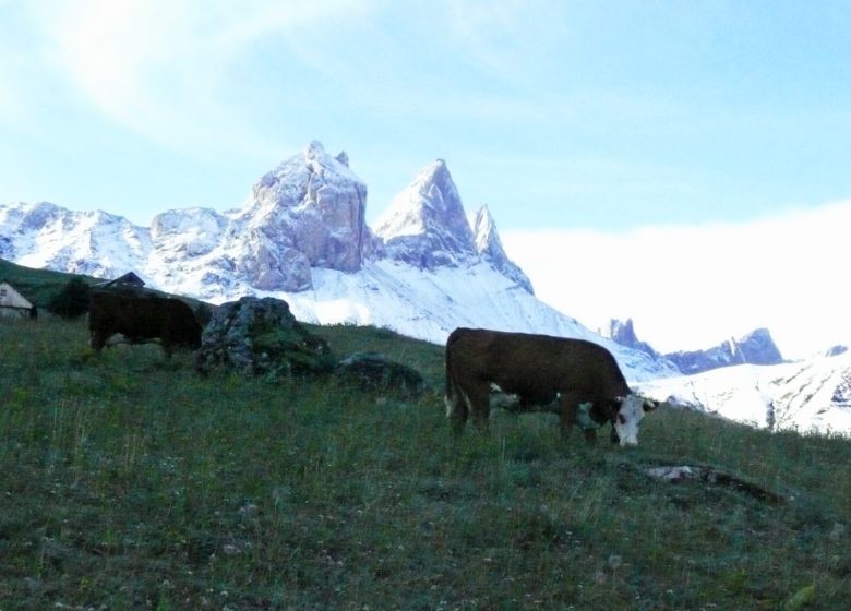 Randonnée dans l’alpage et visite à l’heure de la traite