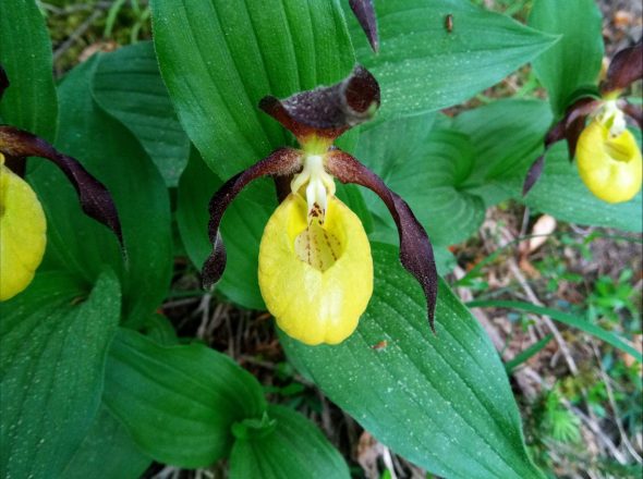 Fleurs et plantes pour la tisane