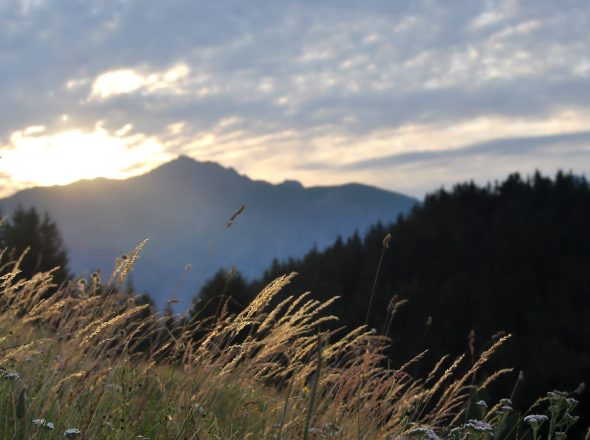Sentier botanique du Sapey