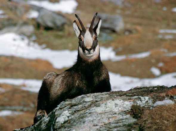 Observer chamois, chevreuils, biches… en été