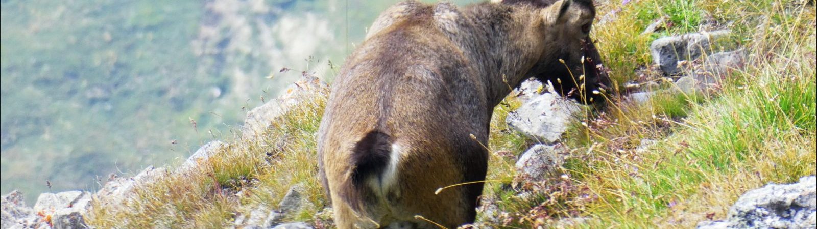 Rando et photo des bouquetins en Vanoise