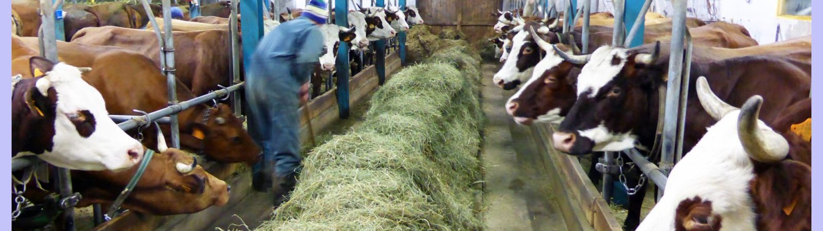 Balade gourmande, la traite des vaches