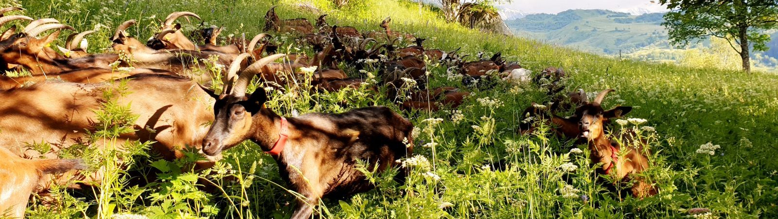 La Chèvrerie de Champlan