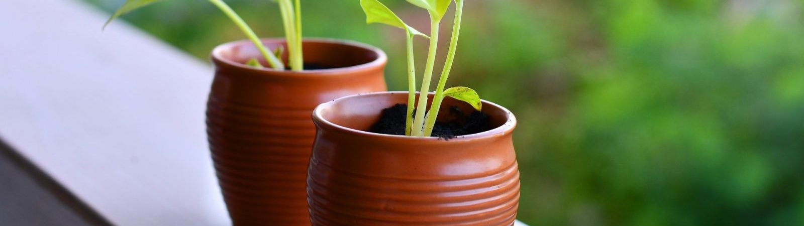 Atelier : Quelles semences pour mon potager ?