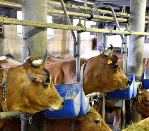 Randonnée en VTTAE et traite des vaches