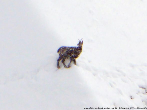 Observation des chamois