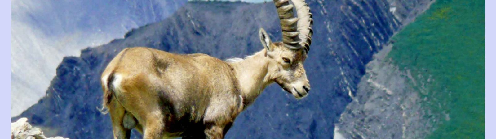 Photos des bouquetins en Vanoise, rando