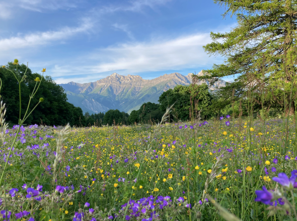 Découvrir les animaux et fleurs des forêts et alpages d’Albiez – Randonnée accompagnée