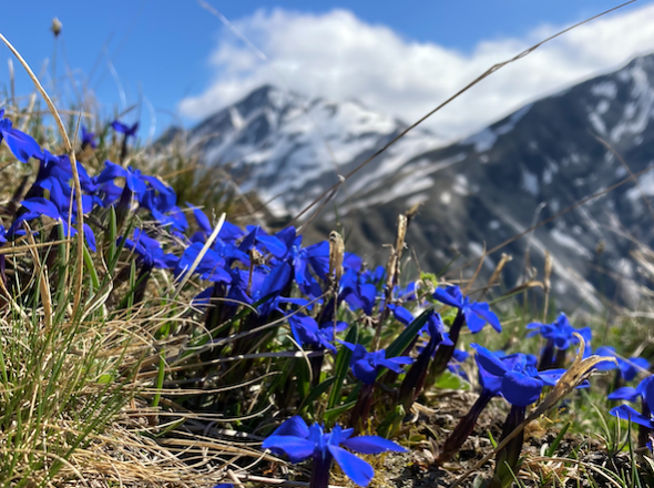 Découvrir les animaux et fleurs emblématiques de la montagne – Randonnée accompagnée