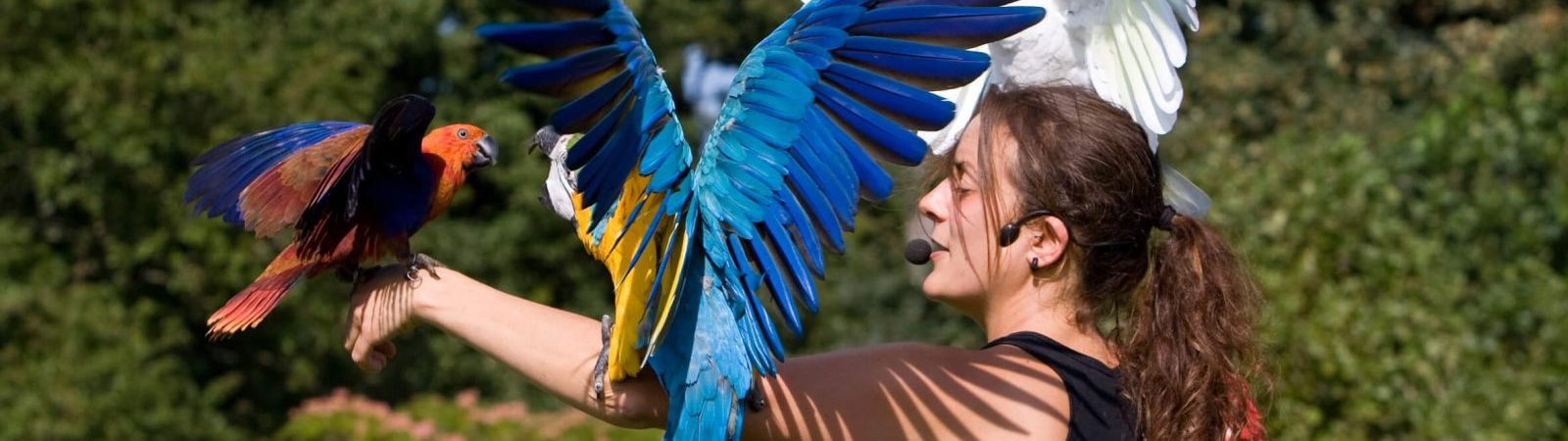 Excursion – Parc des oiseaux