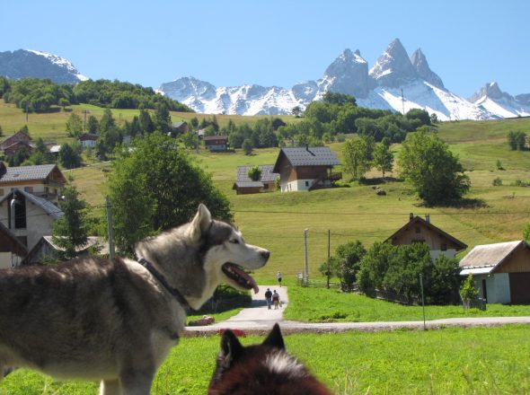 Initiation cani rando, randonnée pédestre avec des chiens