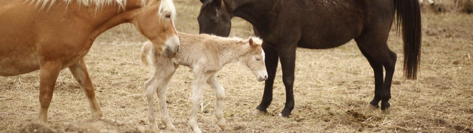 Centre équestre Soi Équestre