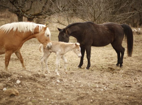 Centre équestre Soi Équestre