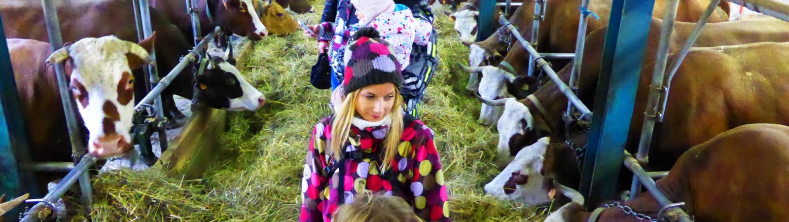 Traite des vaches en raquettes – randonnée patrimoine