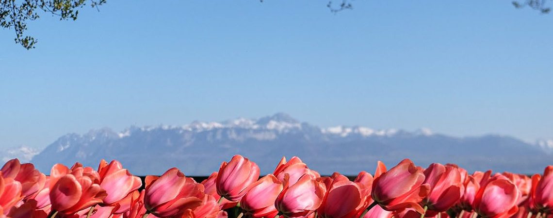 Excursion Fête de la Tulipe à Morges