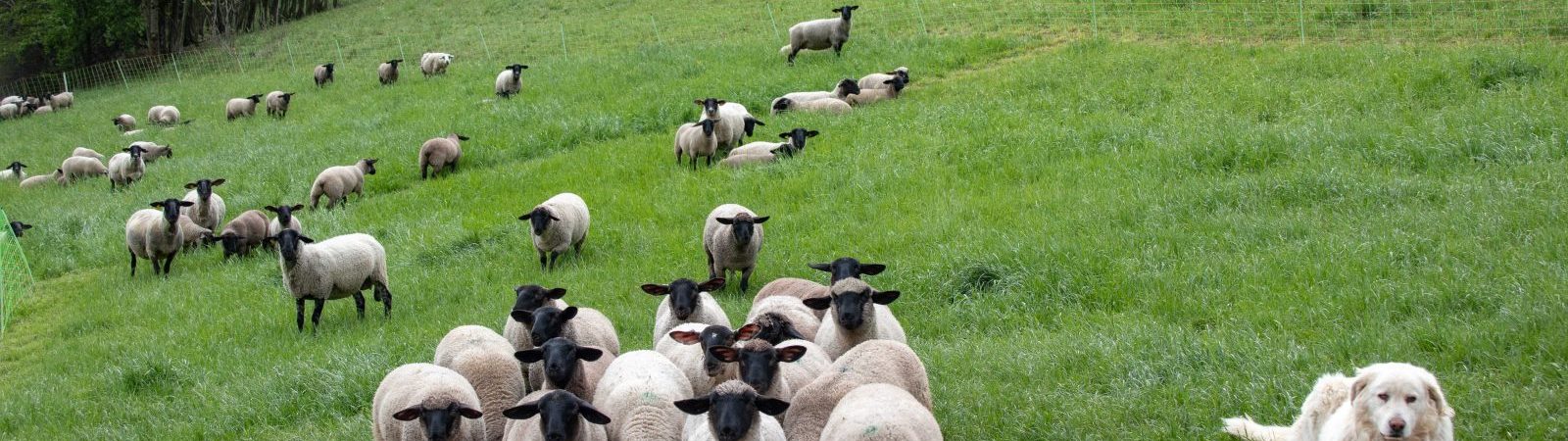 La Bergerie des Têtes noires