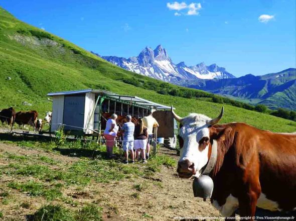 La traite des vaches en alpage, La Route des Fromages de Savoie