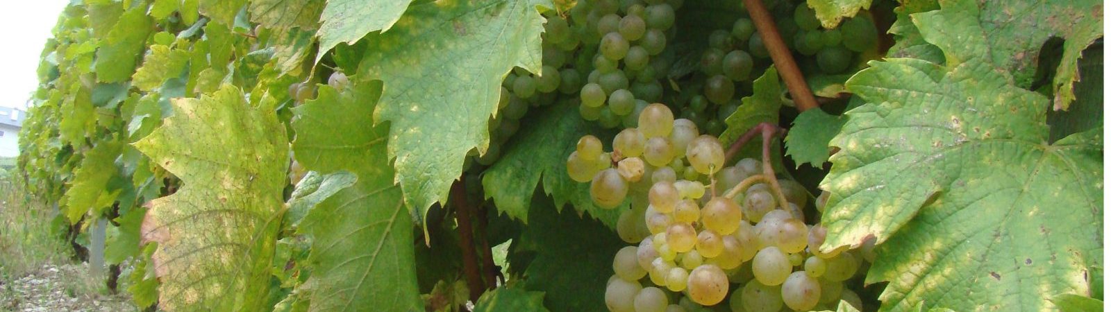 Vignoble conservatoire des Cépages Alpins