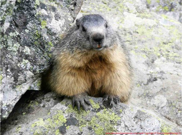 Observez la vie des marmottes – petite randonnée