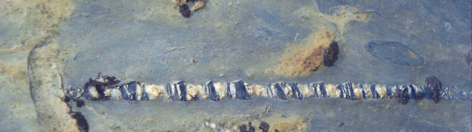 La chasse aux fossiles, petite marche