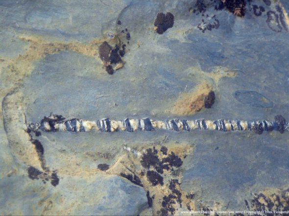 La chasse aux fossiles, petite marche